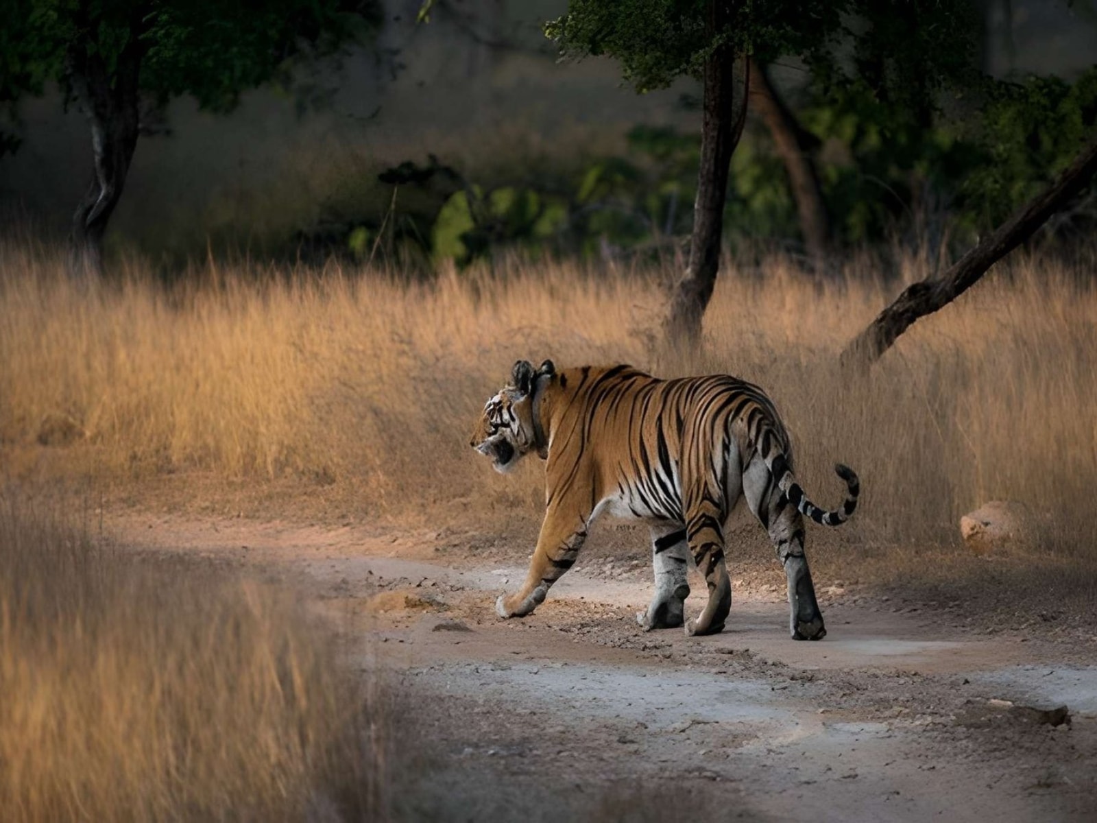 Ranthambore tiger safari in Rajasthan with Bengal tiger walking through the forest