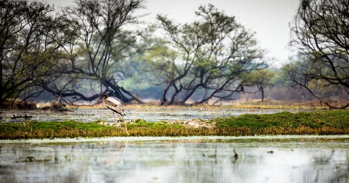 Bharatpur Bird Sanctuary in Rajasthan with migratory birds and wetland habitat surrounded by trees and water bodies