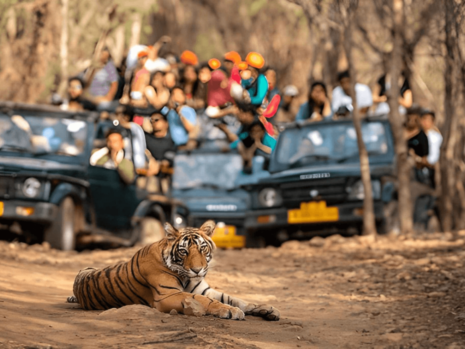 Royal Bengal tiger during a wildlife safari in Ranthambore National Park Rajasthan
