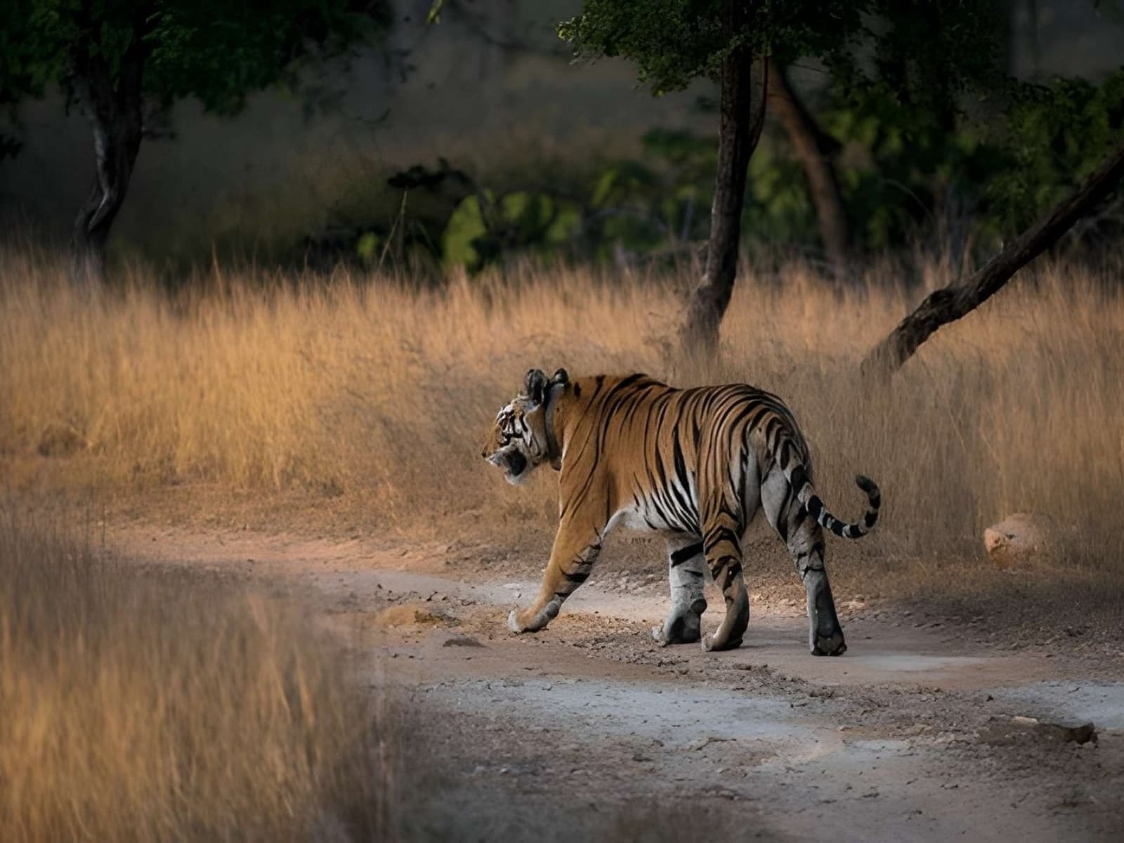 Ranthambore tiger safari in Rajasthan with Bengal tiger walking through the forest