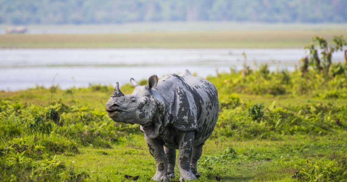 One-horned rhinoceros grazing in the grasslands of Kaziranga National Park, Assam