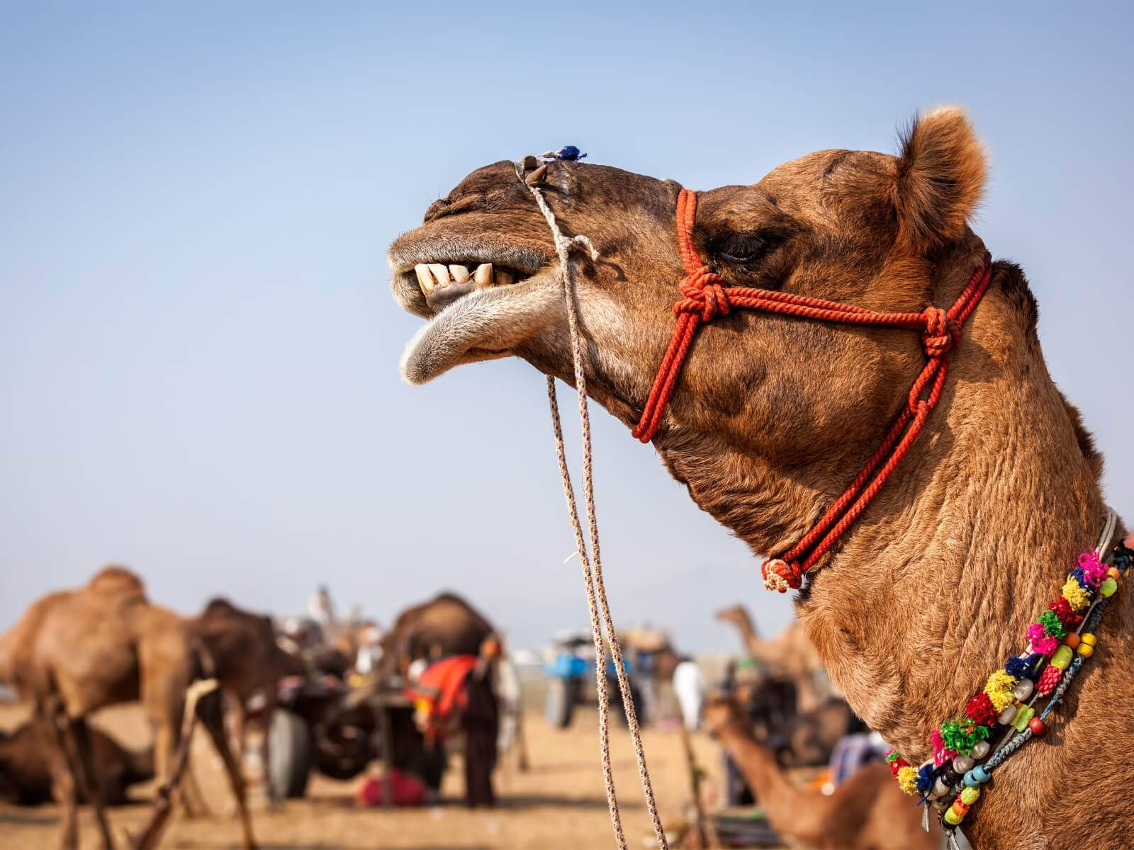 Pushkar Fair Rajasthan, a major North India cultural festival