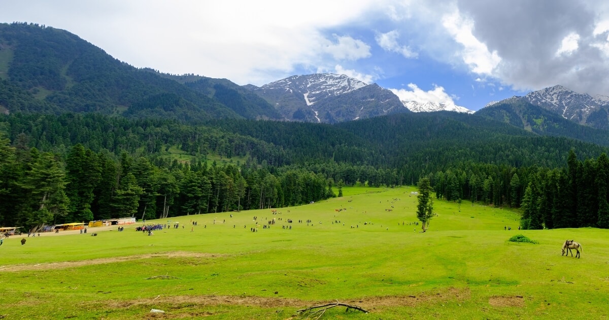 Pahalgam Kashmir with a lush green meadow, pine forests and snow-capped Himalayan mountains