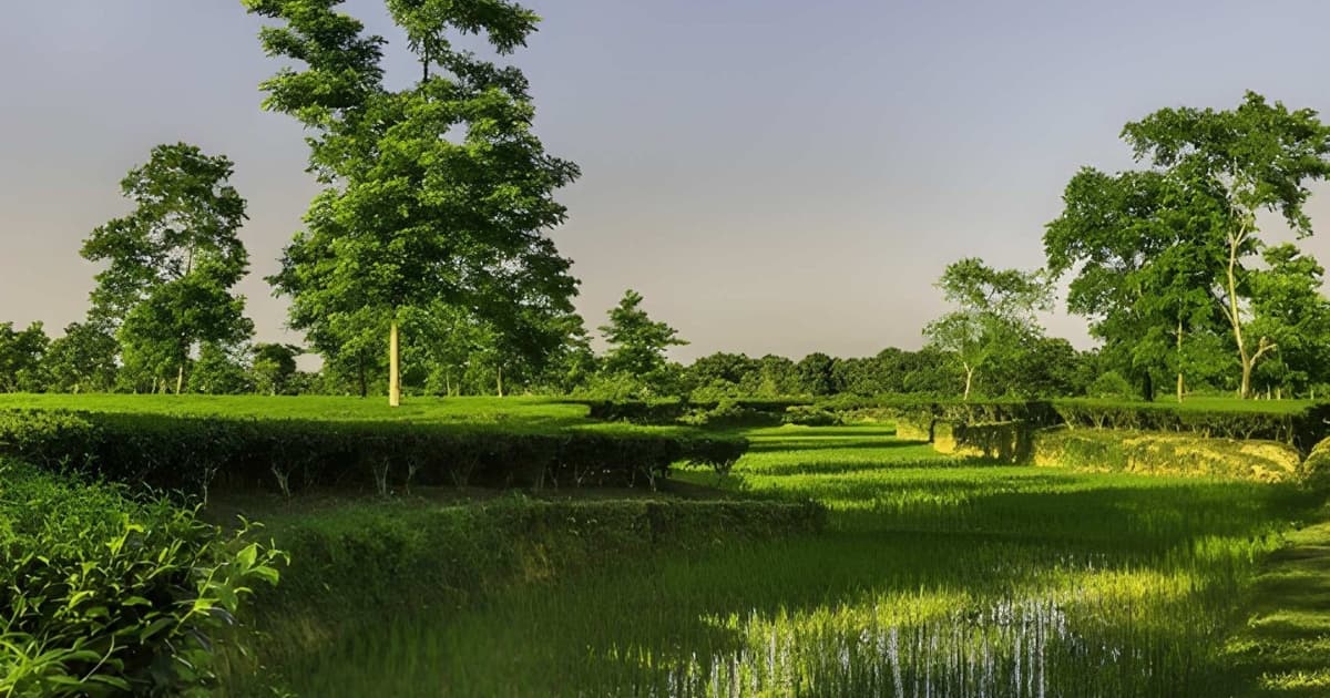A vibrant green landscape in Jorhat, Assam, showing neatly trimmed tea bushes on elevated ridges alongside a lower, water-filled paddy field, surrounded by tall trees under a serene dawn sky.