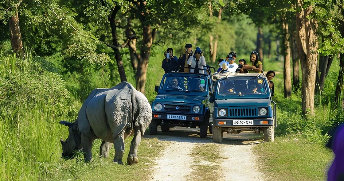 Tourists in open-top safari jeeps observing a large greater one-horned rhino grazing peacefully in the lush green, forested habitat of Kaziranga National Park, Assam.